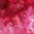 Nuages de fleurs roses